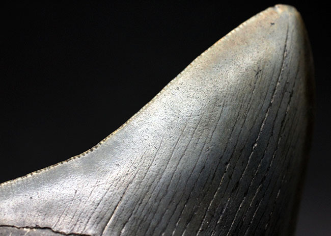 パーフェクトな歯化石をお探しの方に送る、オールナチュラルのメガロドン（Carcharodon megalodon）の歯化石（その8）