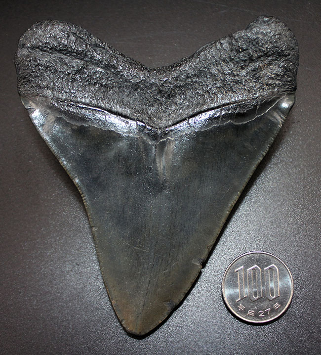 パーフェクトな歯化石をお探しの方に送る、オールナチュラルのメガロドン（Carcharodon megalodon）の歯化石（その9）