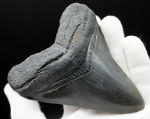 パーフェクトな歯化石をお探しの方に送る、オールナチュラルのメガロドン（Carcharodon megalodon）の歯化石