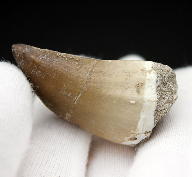 白亜紀の海中の覇者、エナメル質のナチュラルなパターンを楽しめるモササウルス(Mosasaurus)科の歯化石(その2)