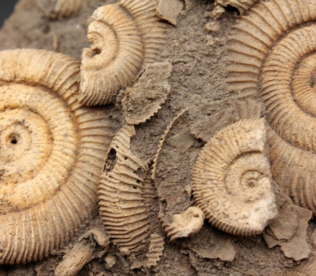 特大　アタキシオセラス　アンモナイト　化石 特大 アタキシオセラス アンモナイト 化石 特大