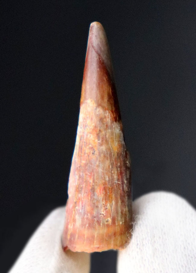 およそ1億年前の北アフリカの大地と海上を飛び回っていた翼竜、シロッコプテリクス(Siroccopteryx moroccensis)の歯化石(その1)