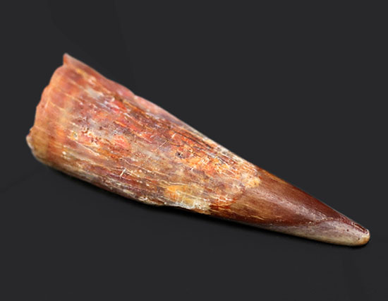 およそ1億年前の北アフリカの大地と海上を飛び回っていた翼竜、シロッコプテリクス(Siroccopteryx moroccensis)の歯化石(その2)