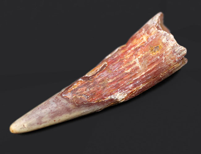 およそ1億年前の北アフリカの大地と海上を飛び回っていた翼竜、シロッコプテリクス(Siroccopteryx moroccensis)の歯化石(その3)