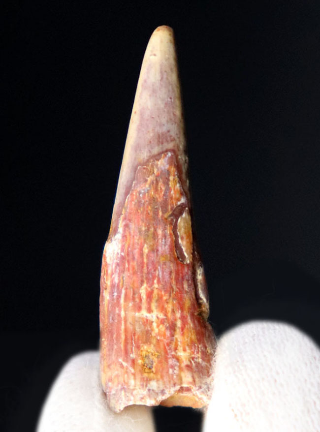 およそ1億年前の北アフリカの大地と海上を飛び回っていた翼竜、シロッコプテリクス(Siroccopteryx moroccensis)の歯化石(その4)