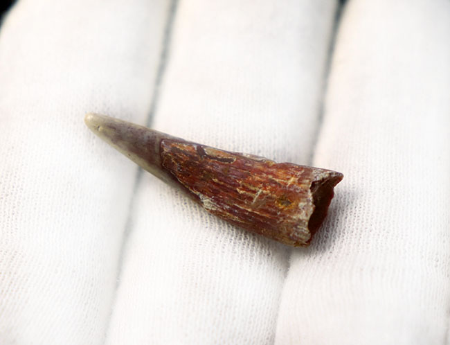 およそ1億年前の北アフリカの大地と海上を飛び回っていた翼竜、シロッコプテリクス(Siroccopteryx moroccensis)の歯化石(その5)