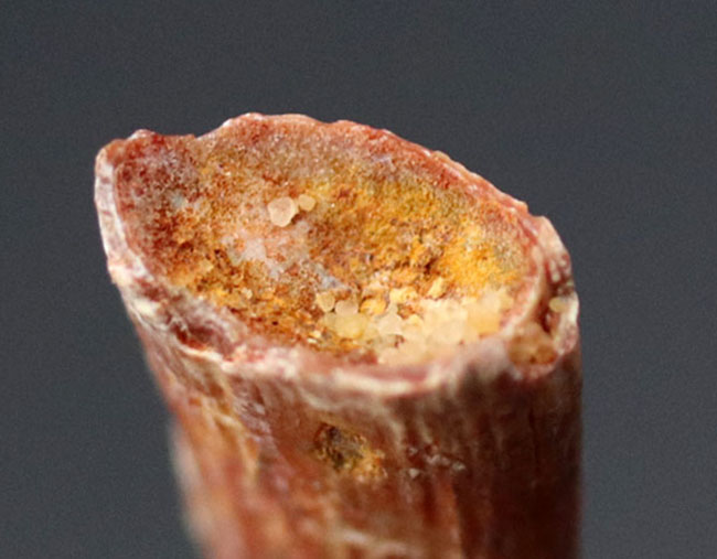 およそ1億年前の北アフリカの大地と海上を飛び回っていた翼竜、シロッコプテリクス(Siroccopteryx moroccensis)の歯化石(その6)