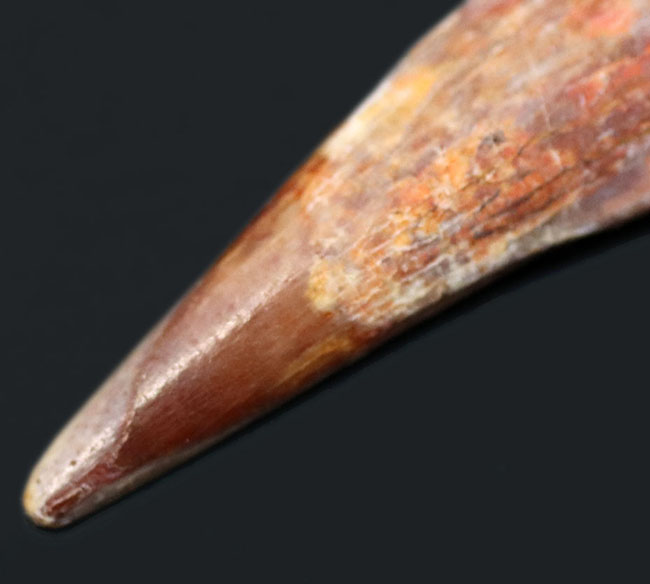 およそ1億年前の北アフリカの大地と海上を飛び回っていた翼竜、シロッコプテリクス(Siroccopteryx moroccensis)の歯化石(その7)