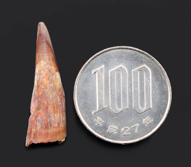 およそ1億年前の北アフリカの大地と海上を飛び回っていた翼竜、シロッコプテリクス(Siroccopteryx moroccensis)の歯化石(その8)