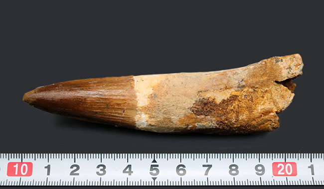 長辺計測１０７ミリ！周長８４ミリに達する、スピノサウルス（Spinosaurus）の巨大歯化石。エナメル質の保存状態にもご注目（その8）