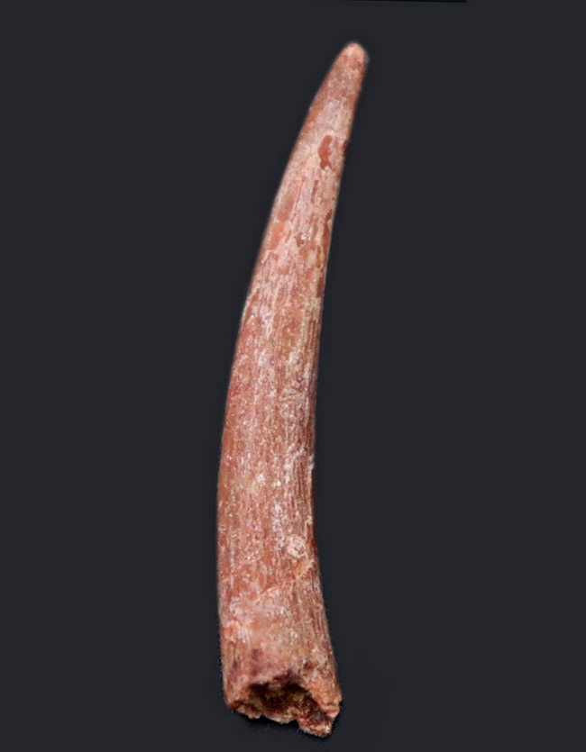 良質!フライングモンスター、翼竜、シロッコプテリクス(Siroccopteryx moroccensis)の長い歯化石(その1)