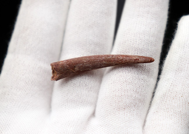 良質!フライングモンスター、翼竜、シロッコプテリクス(Siroccopteryx moroccensis)の長い歯化石(その2)