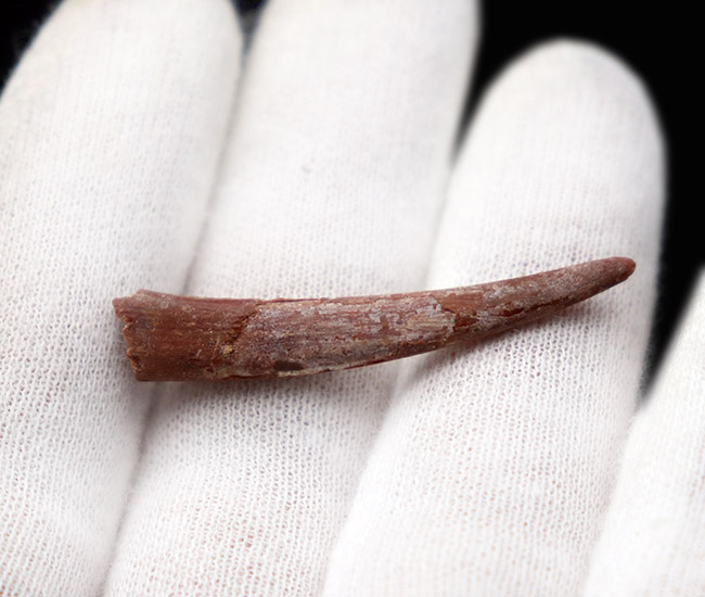 良質!フライングモンスター、翼竜、シロッコプテリクス(Siroccopteryx moroccensis)の長い歯化石(その3)