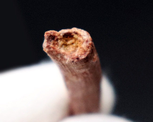 良質!フライングモンスター、翼竜、シロッコプテリクス(Siroccopteryx moroccensis)の長い歯化石(その4)