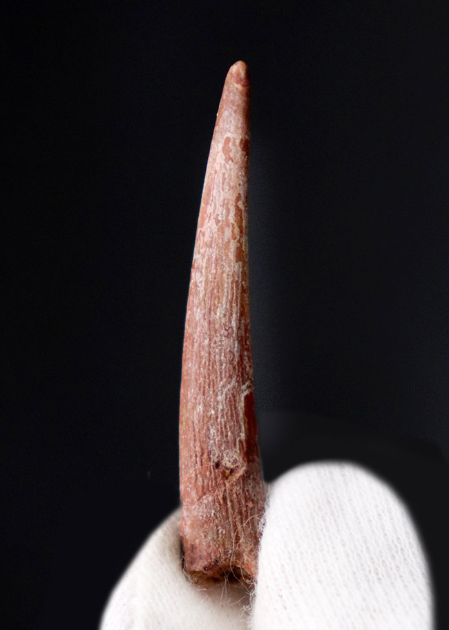 良質!フライングモンスター、翼竜、シロッコプテリクス(Siroccopteryx moroccensis)の長い歯化石(その5)