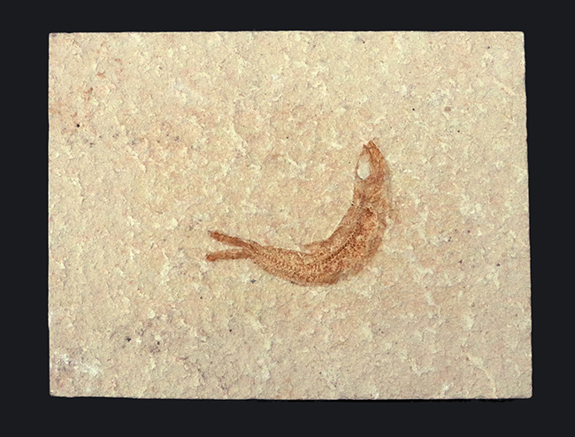 化石の名産地、ドイツ・ゾルンホーフェン産の絶滅真骨魚類、レプトレピス(Leptolepis knorri)の化石(その1)