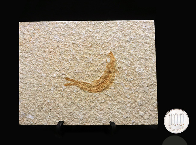 化石の名産地、ドイツ・ゾルンホーフェン産の絶滅真骨魚類、レプトレピス(Leptolepis knorri)の化石(その10)