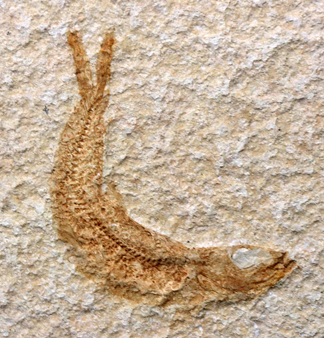 化石の名産地、ドイツ・ゾルンホーフェン産の絶滅真骨魚類、レプトレピス(Leptolepis knorri)の化石(その2)