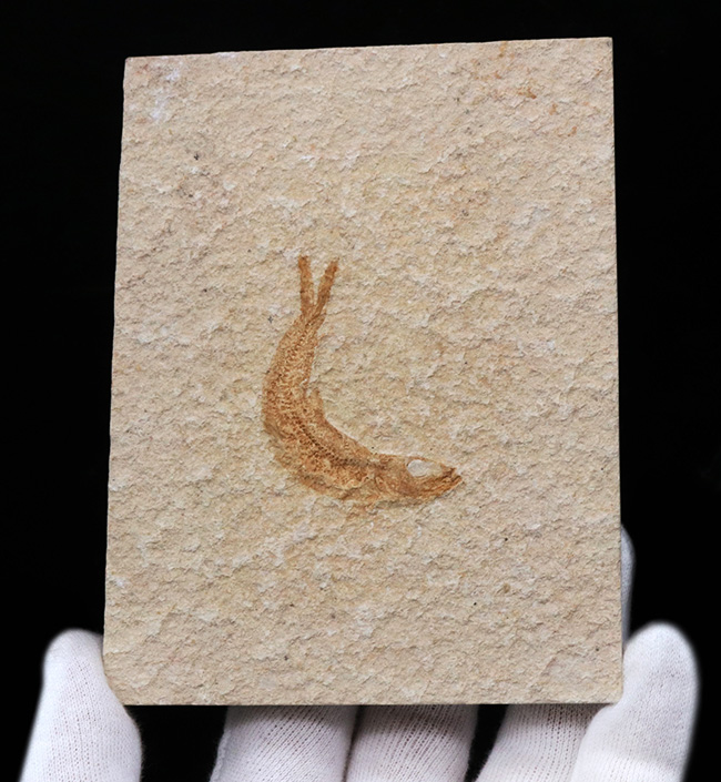 化石の名産地、ドイツ・ゾルンホーフェン産の絶滅真骨魚類、レプトレピス(Leptolepis knorri)の化石(その3)
