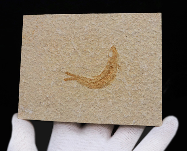 化石の名産地、ドイツ・ゾルンホーフェン産の絶滅真骨魚類、レプトレピス(Leptolepis knorri)の化石(その4)