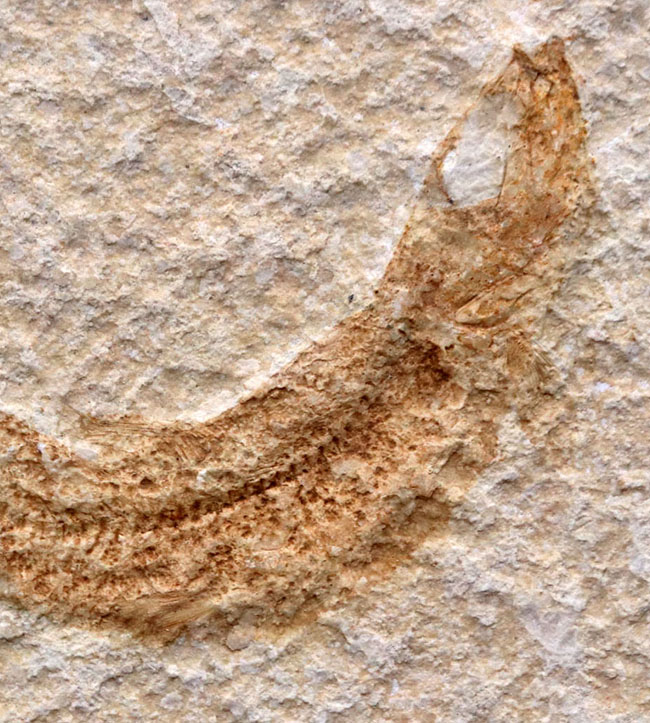 化石の名産地、ドイツ・ゾルンホーフェン産の絶滅真骨魚類、レプトレピス(Leptolepis knorri)の化石(その5)