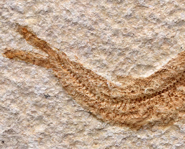 化石の名産地、ドイツ・ゾルンホーフェン産の絶滅真骨魚類、レプトレピス(Leptolepis knorri)の化石(その6)