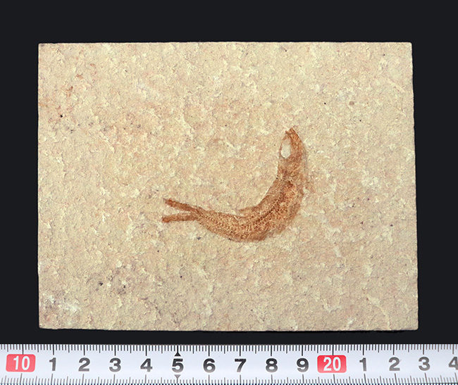化石の名産地、ドイツ・ゾルンホーフェン産の絶滅真骨魚類、レプトレピス(Leptolepis knorri)の化石(その9)