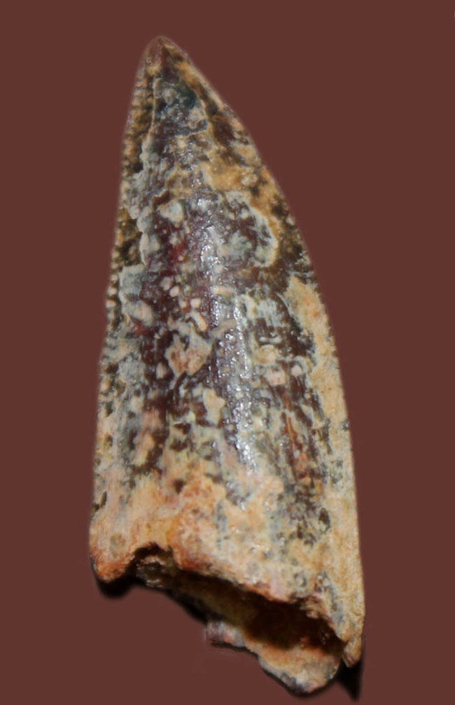 鋭いトップチップが保存された良形のアベリサウルス科の歯化石（専用ケース付き）（その1）