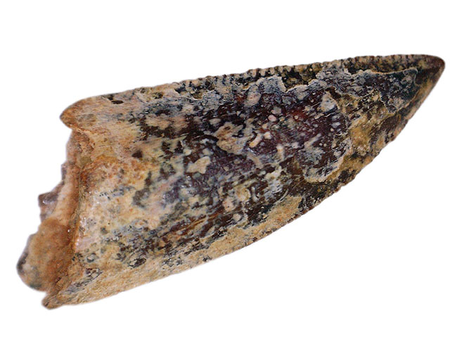 鋭いトップチップが保存された良形のアベリサウルス科の歯化石（専用ケース付き）（その5）
