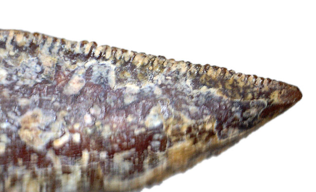 鋭いトップチップが保存された良形のアベリサウルス科の歯化石（専用ケース付き）（その6）