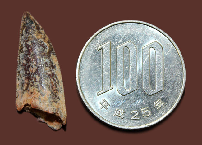 鋭いトップチップが保存された良形のアベリサウルス科の歯化石（専用