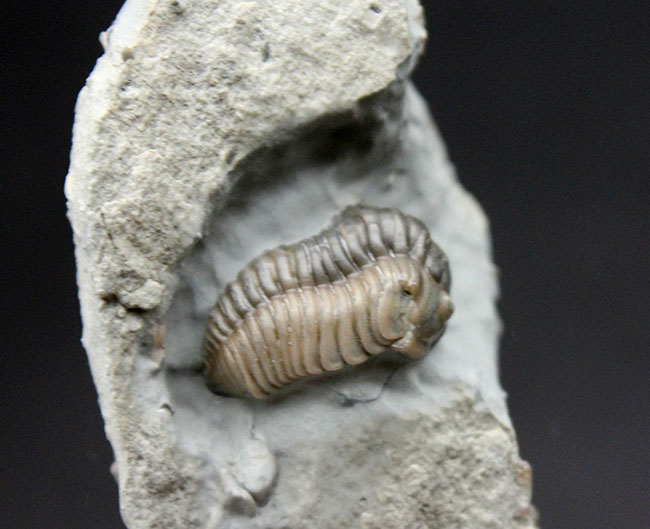 産状の面白さにご注目！米国オハイオ州のオルドビス紀の地層から採集された三葉虫、フレキシカリメネ・レトローサ（Flexicalymene retrorsa）の良質化石（その1）