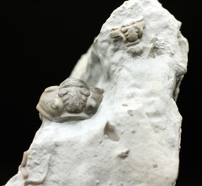 産状の面白さにご注目！米国オハイオ州のオルドビス紀の地層から採集された三葉虫、フレキシカリメネ・レトローサ（Flexicalymene retrorsa）の良質化石（その2）