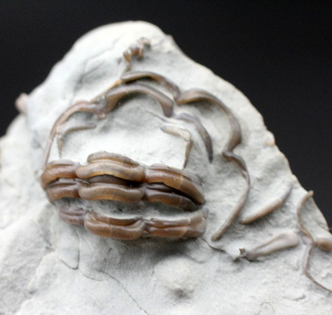 産状の面白さにご注目！米国オハイオ州のオルドビス紀の地層から採集された三葉虫、フレキシカリメネ・レトローサ（Flexicalymene retrorsa）の良質化石（その3）