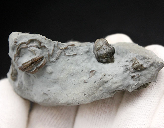 産状の面白さにご注目！米国オハイオ州のオルドビス紀の地層から採集された三葉虫、フレキシカリメネ・レトローサ（Flexicalymene retrorsa）の良質化石（その4）
