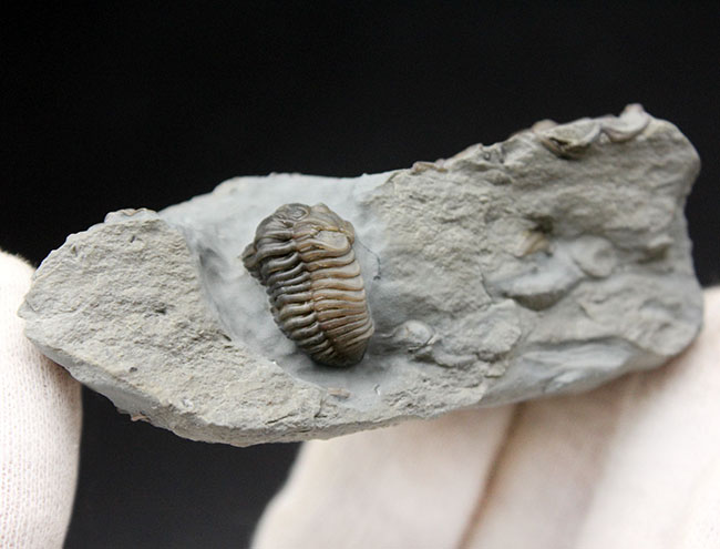 産状の面白さにご注目！米国オハイオ州のオルドビス紀の地層から採集された三葉虫、フレキシカリメネ・レトローサ（Flexicalymene retrorsa）の良質化石（その5）