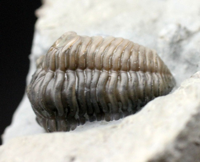 産状の面白さにご注目！米国オハイオ州のオルドビス紀の地層から採集された三葉虫、フレキシカリメネ・レトローサ（Flexicalymene retrorsa）の良質化石（その7）