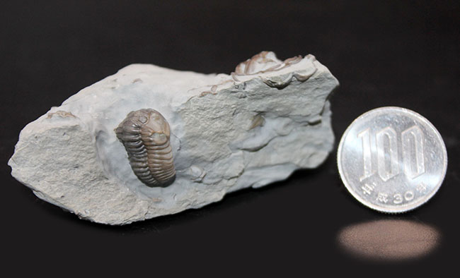 産状の面白さにご注目！米国オハイオ州のオルドビス紀の地層から採集された三葉虫、フレキシカリメネ・レトローサ（Flexicalymene retrorsa）の良質化石（その8）