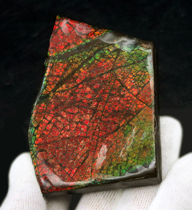人気のドラゴンスキン！フルスペクトルのグラデーションが見られる、美しきアンモライト（Ammolite）のピース（その1）