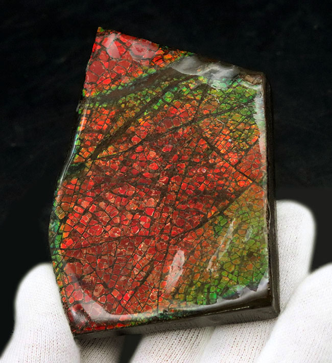 人気のドラゴンスキン!フルスペクトルのグラデーションが見られる、美しきアンモライト(Ammolite)のピース(その1)