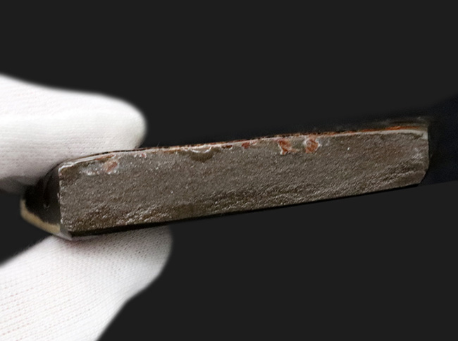 人気のドラゴンスキン!フルスペクトルのグラデーションが見られる、美しきアンモライト(Ammolite)のピース(その10)