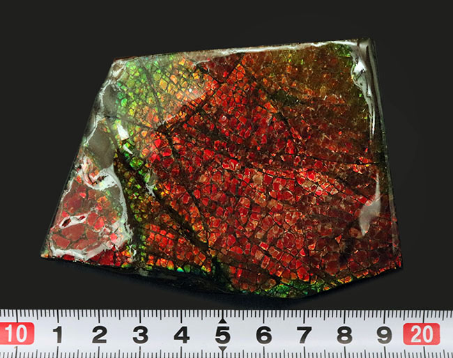 人気のドラゴンスキン！フルスペクトルのグラデーションが見られる、美しきアンモライト（Ammolite）のピース（その11）