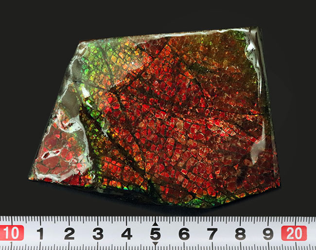 人気のドラゴンスキン!フルスペクトルのグラデーションが見られる、美しきアンモライト(Ammolite)のピース(その11)