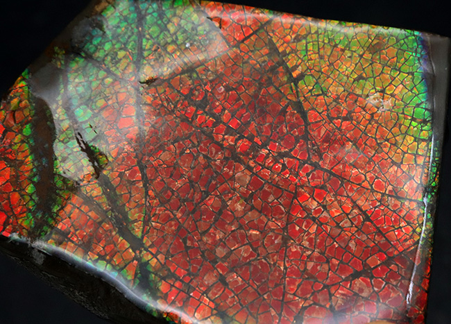 人気のドラゴンスキン!フルスペクトルのグラデーションが見られる、美しきアンモライト(Ammolite)のピース(その2)