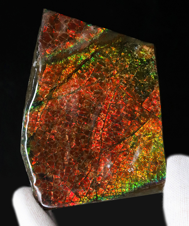 人気のドラゴンスキン!フルスペクトルのグラデーションが見られる、美しきアンモライト(Ammolite)のピース(その3)