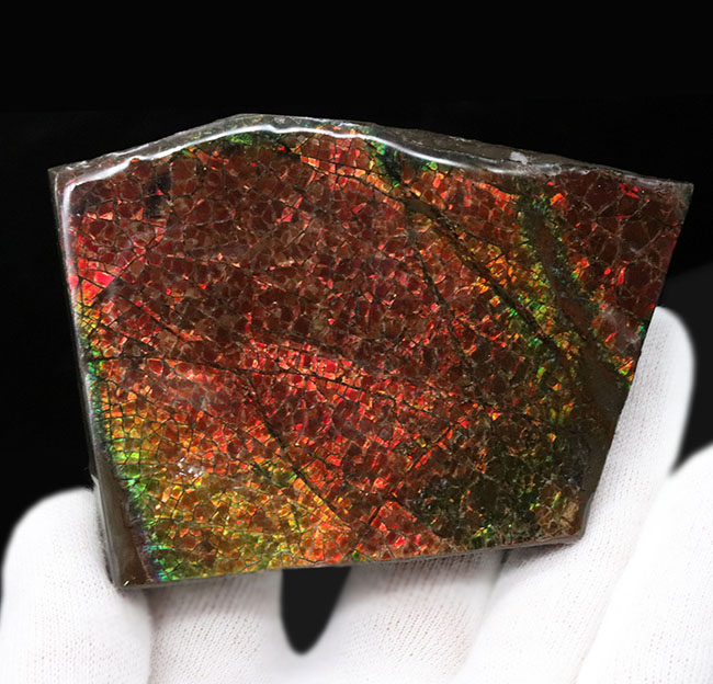 人気のドラゴンスキン!フルスペクトルのグラデーションが見られる、美しきアンモライト(Ammolite)のピース(その4)