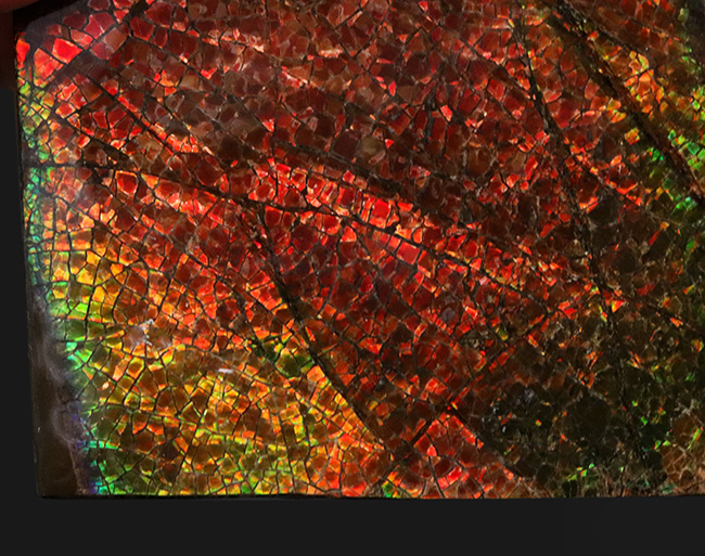 人気のドラゴンスキン!フルスペクトルのグラデーションが見られる、美しきアンモライト(Ammolite)のピース(その5)