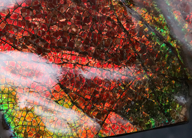 人気のドラゴンスキン!フルスペクトルのグラデーションが見られる、美しきアンモライト(Ammolite)のピース(その6)