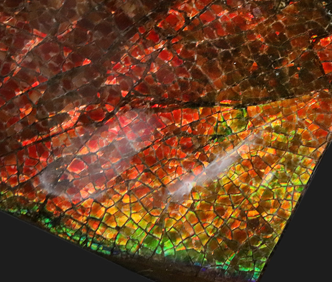 人気のドラゴンスキン!フルスペクトルのグラデーションが見られる、美しきアンモライト(Ammolite)のピース(その7)