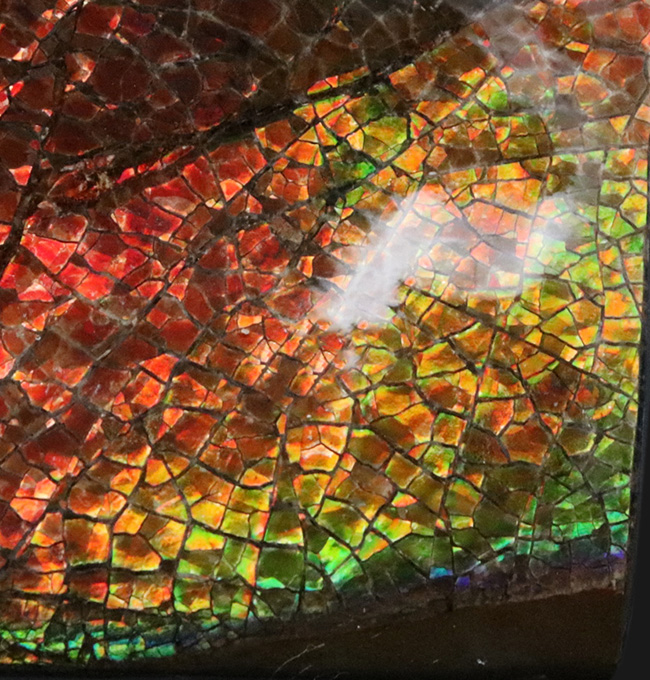 人気のドラゴンスキン！フルスペクトルのグラデーションが見られる、美しきアンモライト（Ammolite）のピース（その8）